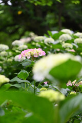 20250608_権現堂_DSC_1167_2