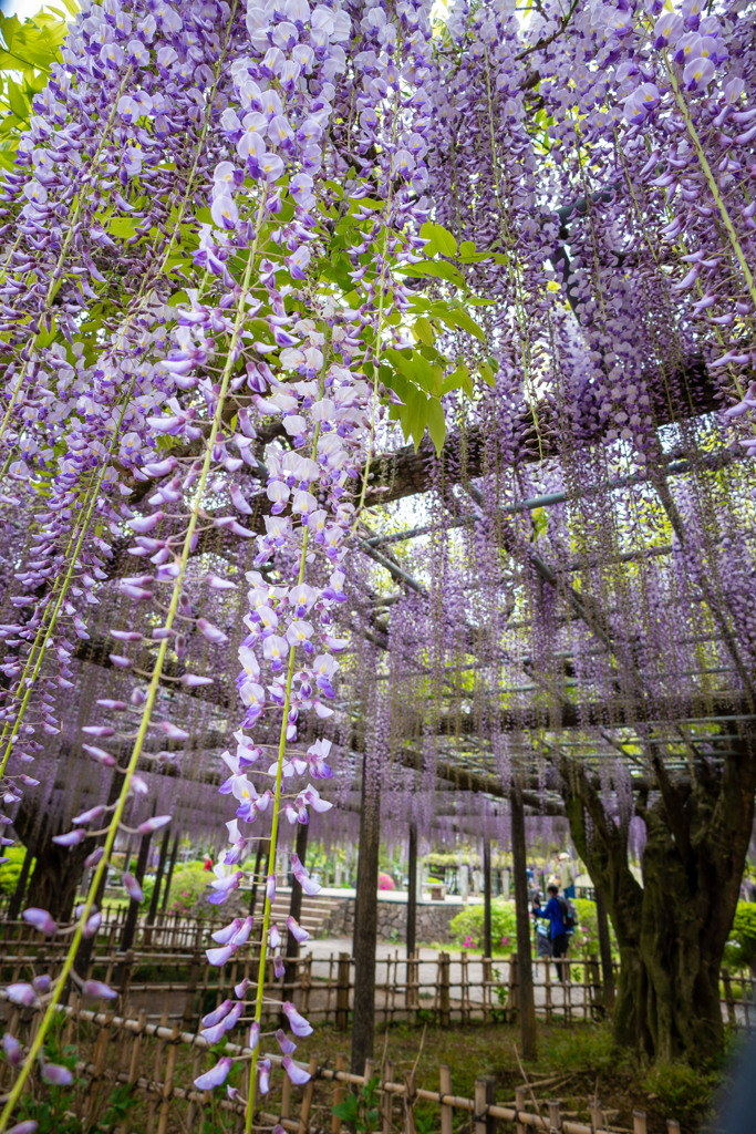 20250426_玉敷公園_DSC_0004-2