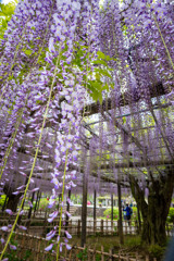 20250426_玉敷公園_DSC_0004-2