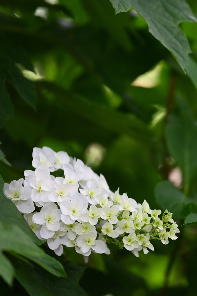 20250601_権現堂_DSC_0923_2