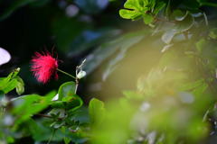 出張16日目 シンガポール植物園