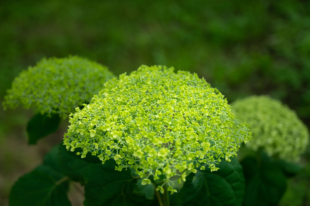 20250601_権現堂_DSC_0998-2