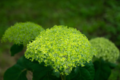 20250601_権現堂_DSC_0998-2