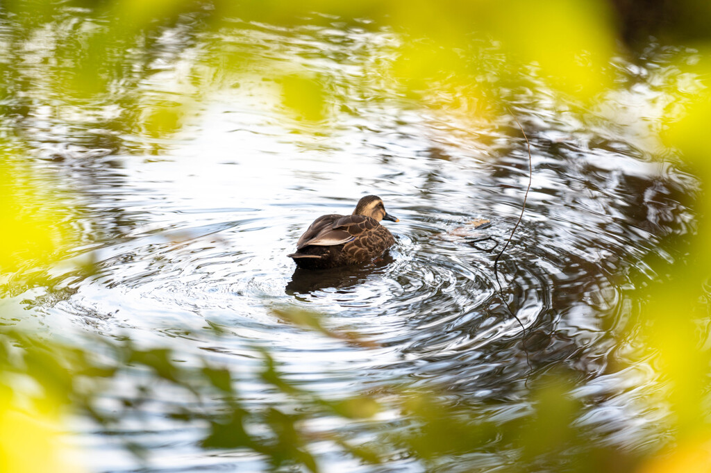 加須はなさき公園_20251124_DSC_3454-2