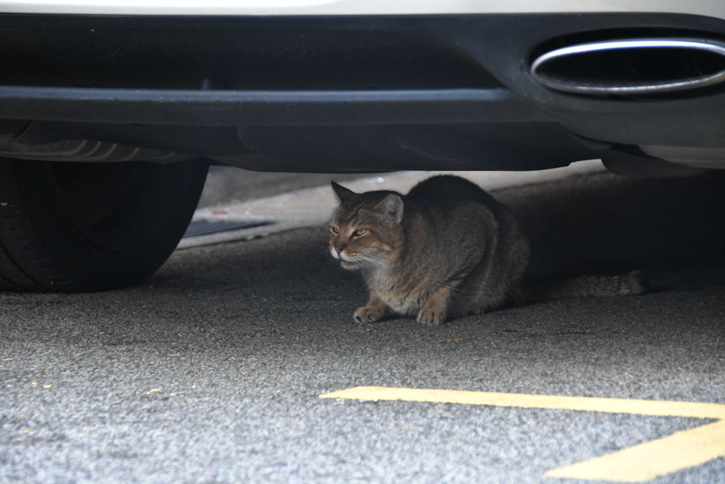 出張2日目 ブギス 猫見っけ