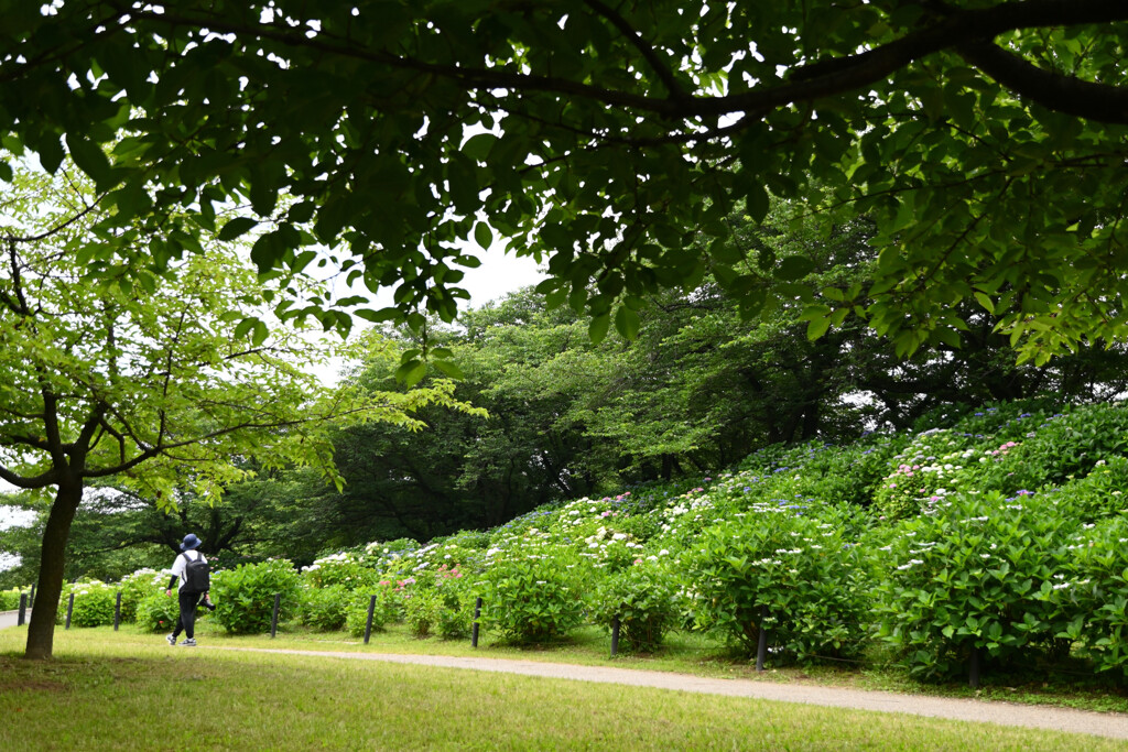 20250608_権現堂_DSC_1121_2