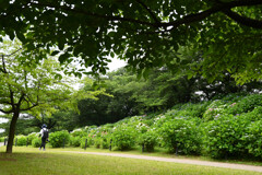 20250608_権現堂_DSC_1121_2