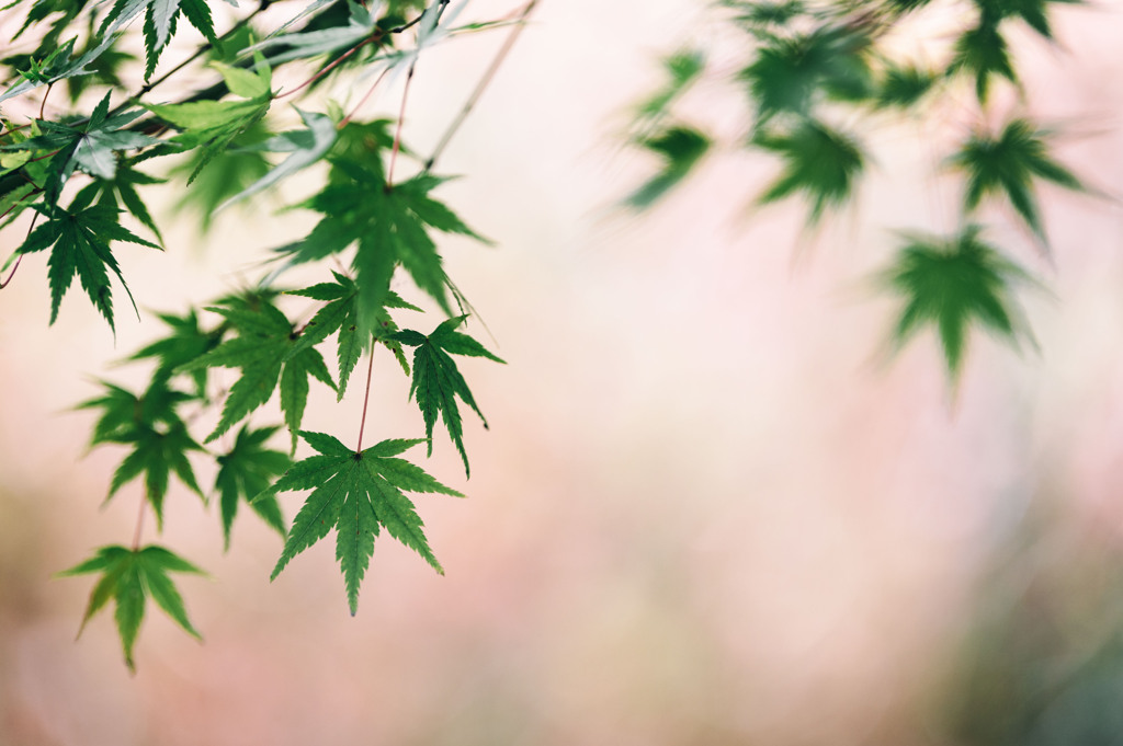 加須はなさき公園_20251124_DSC_3488-2
