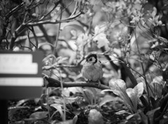 DSC00427