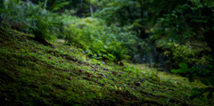 DSC05931-1