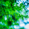 DSC05925-1