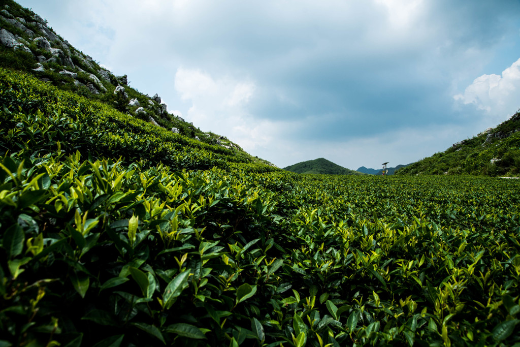 茶畑