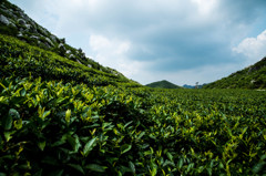 茶畑