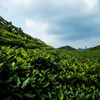 茶畑