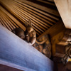 うさぎIN神社