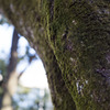 木を登る地衣
