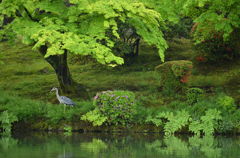 兼六園