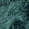 雪枝