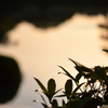 兼六園