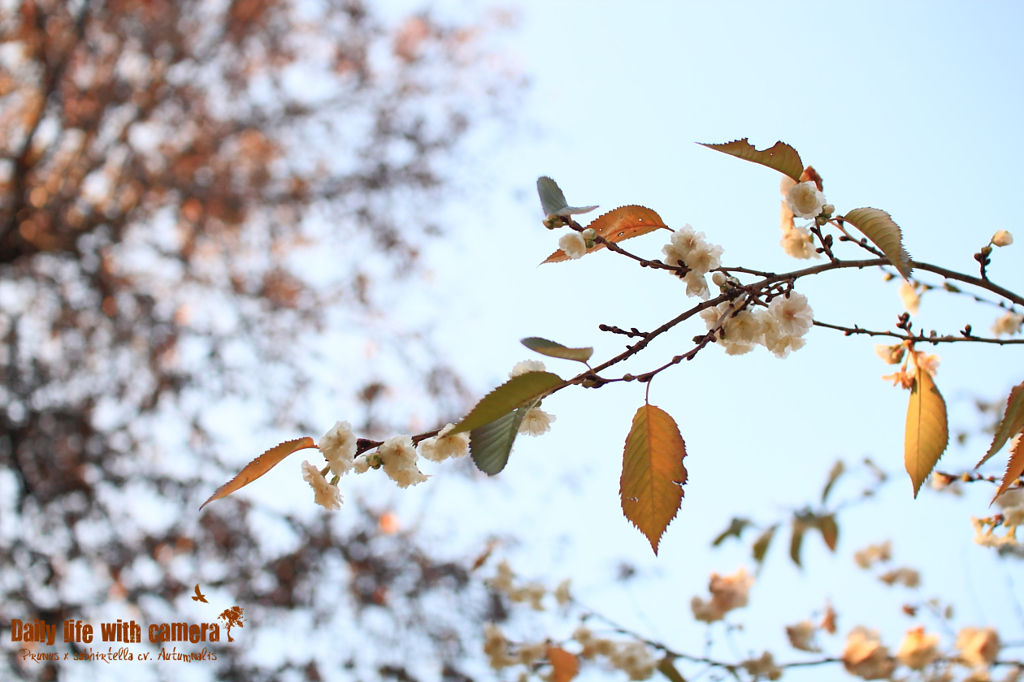 十月桜