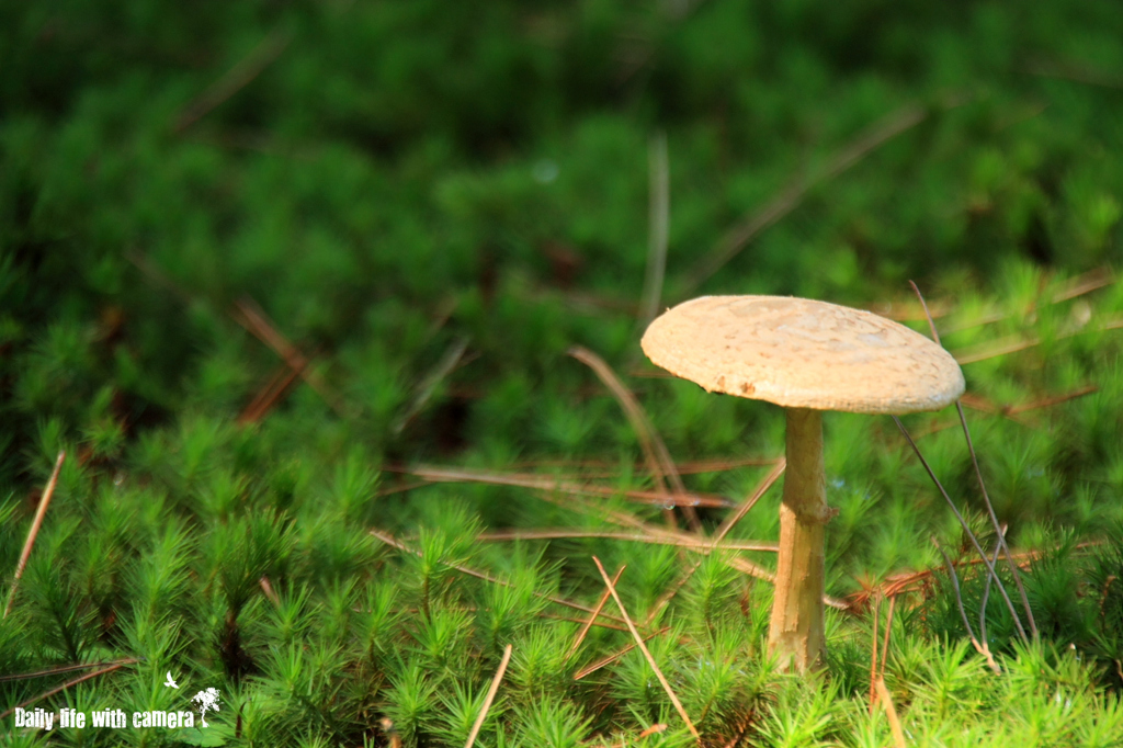 杉苔とキノコ