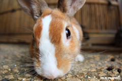 うさぎ