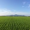 緑の絨毯