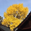 黄葉の美