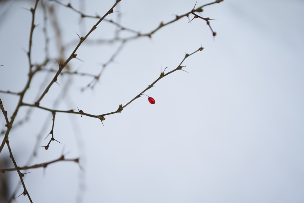 赤い実 ひとつ