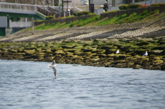 Low Approach