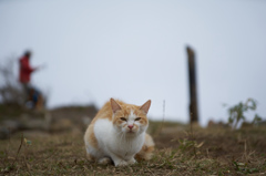 明神ヶ岳の住人