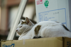 箱の上の猫