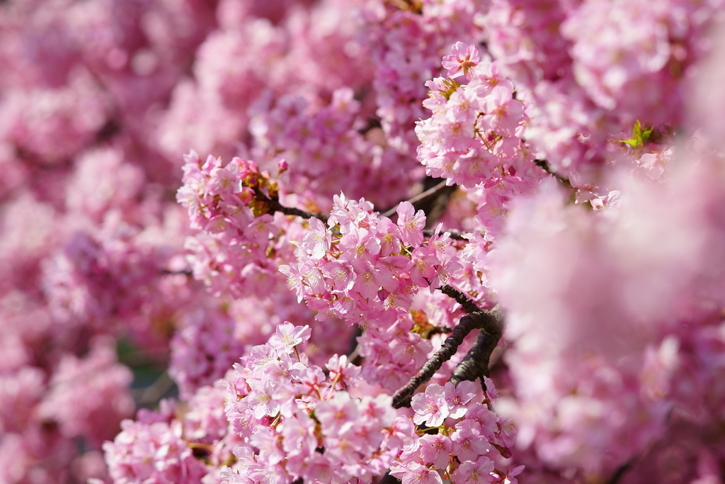 三浦海岸 河津桜満開