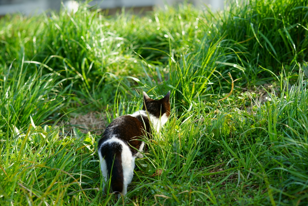近づいたら逃げるのは野良猫の基本行動