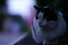 夜の帳が