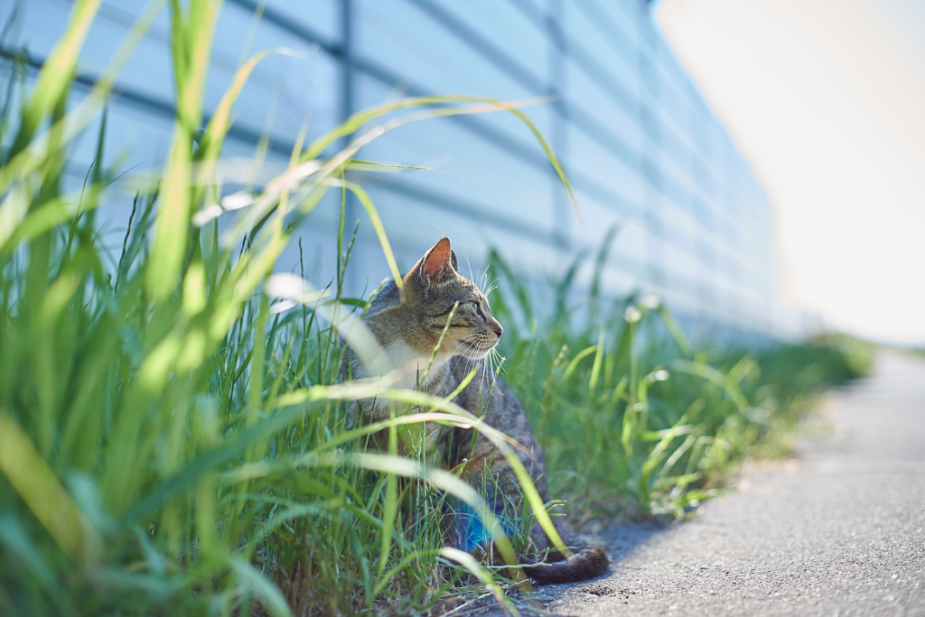 草陰猫