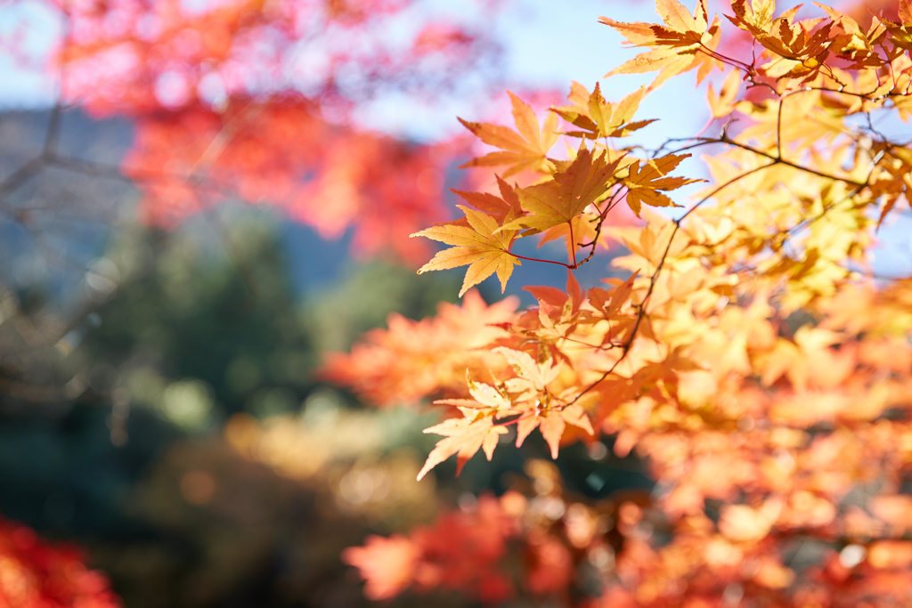 紅葉