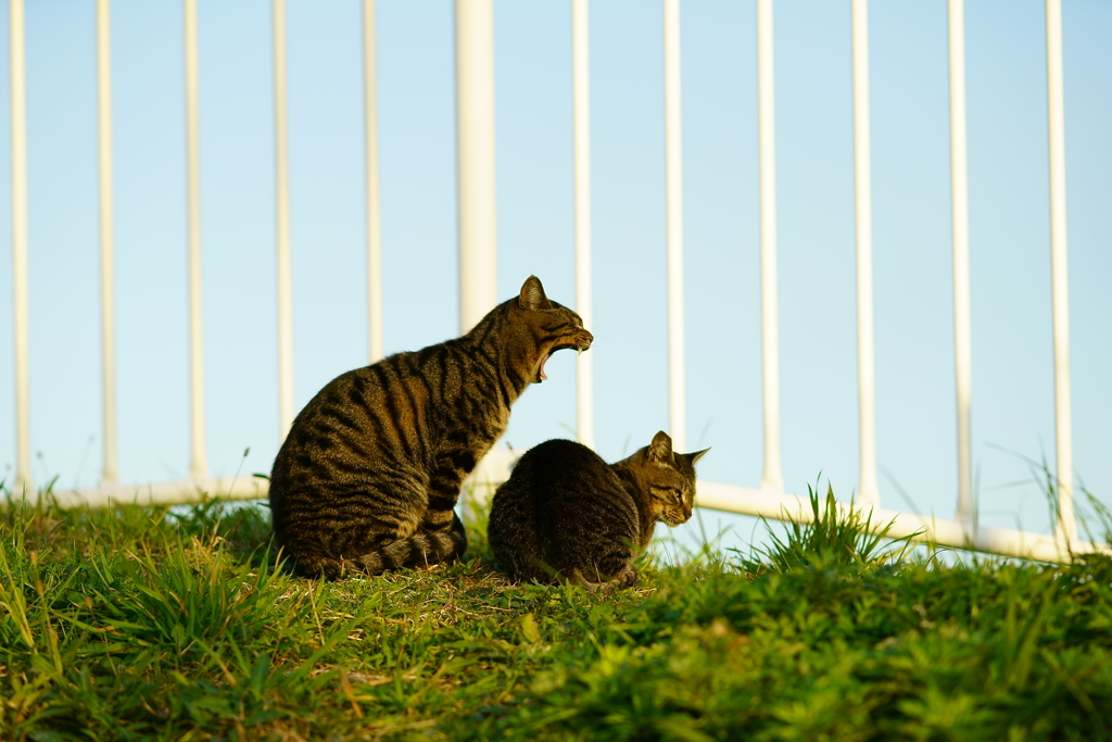 河川敷の野良猫たち