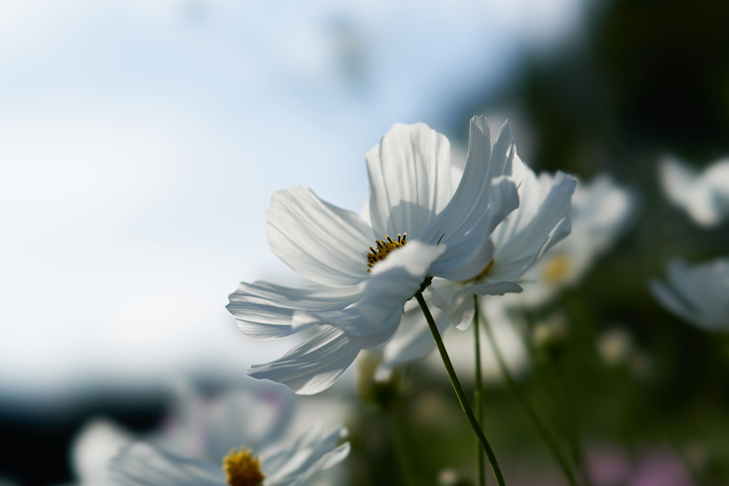 白い花 仰ぐ