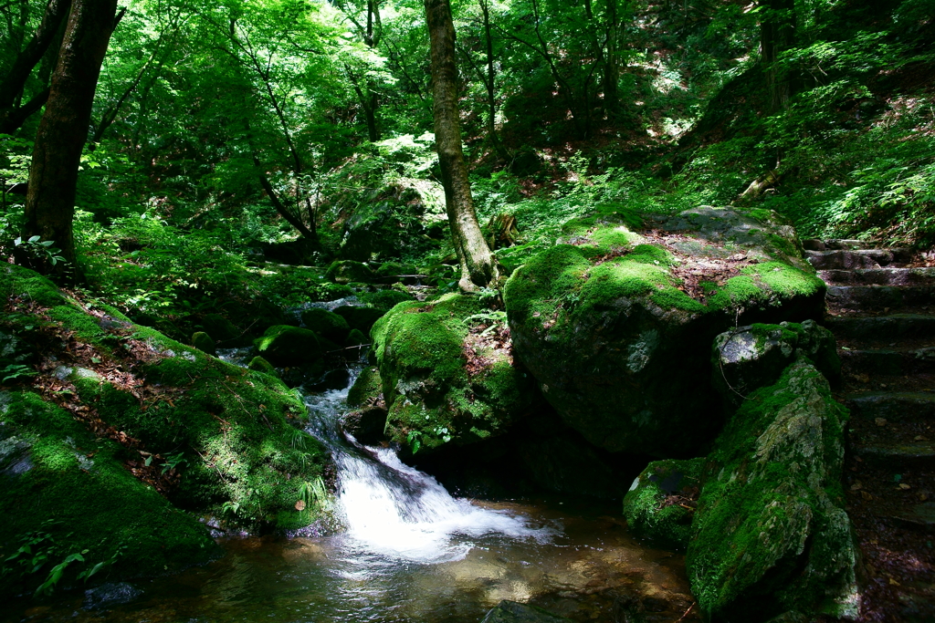 光と苔岩と清流