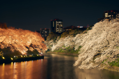 魅惑の夜桜