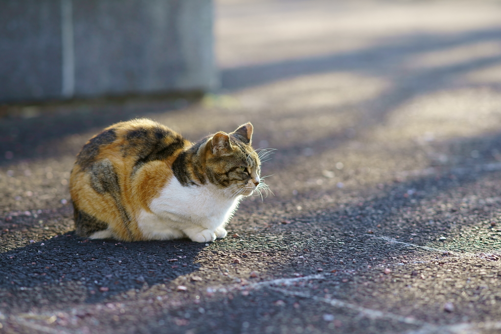 ちどり公園の猫 1