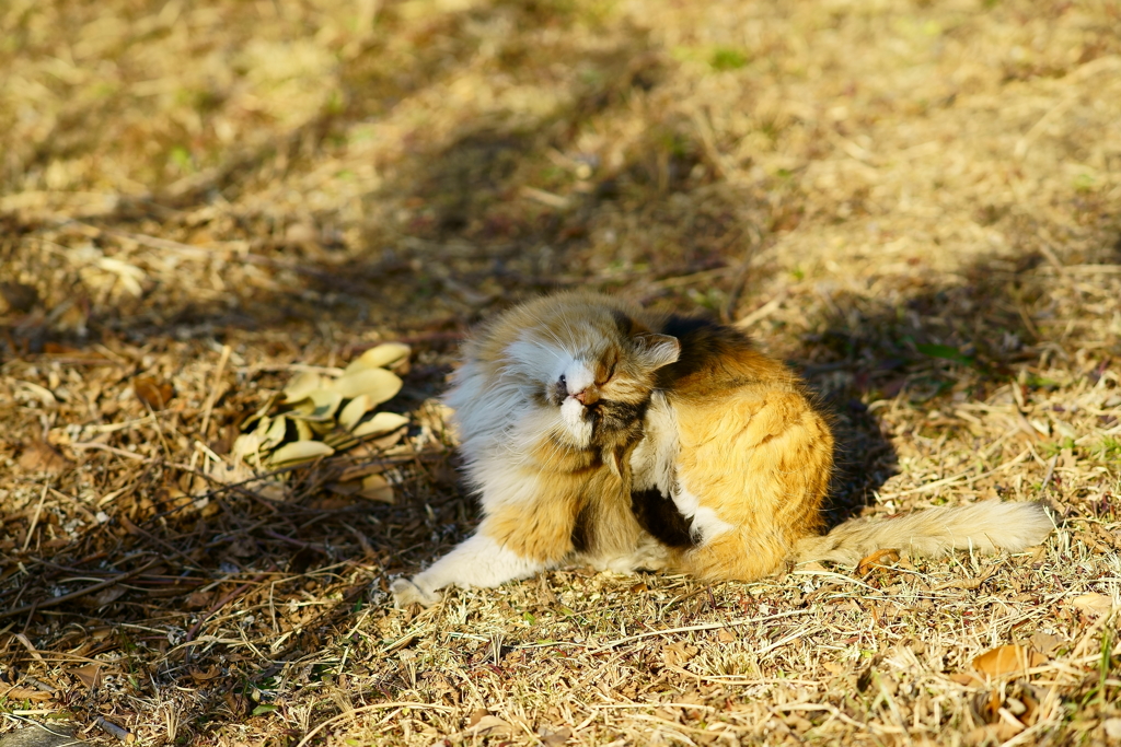 頭をかく猫