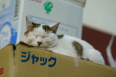 箱の上の猫 眠