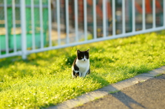 河川敷の野良猫