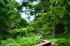 青く実る　小網代の森