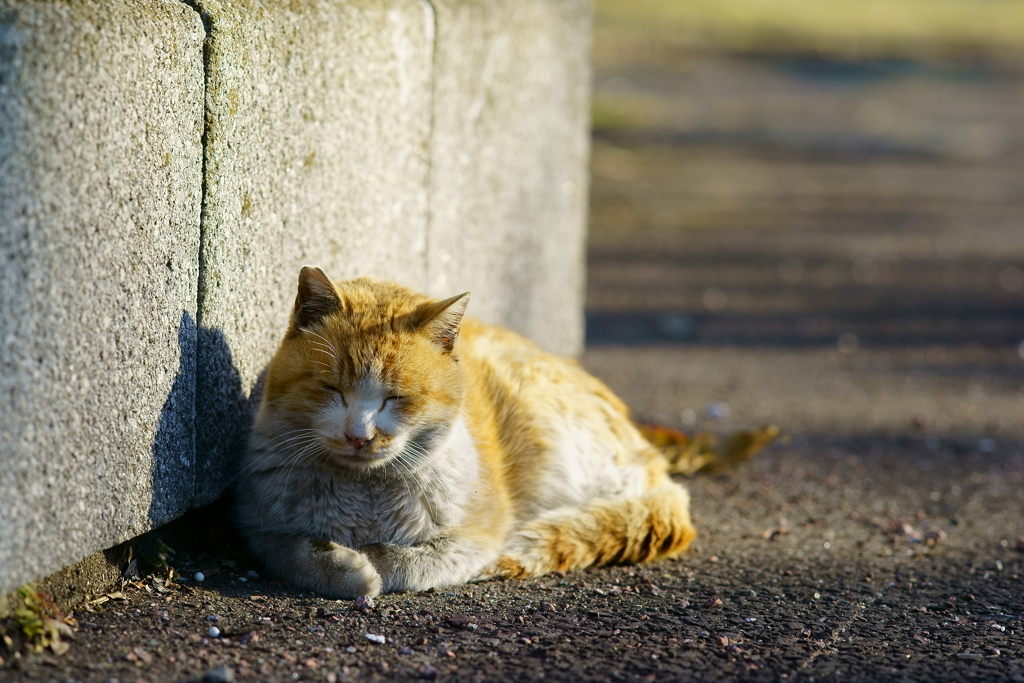 ちどり公園の猫 2