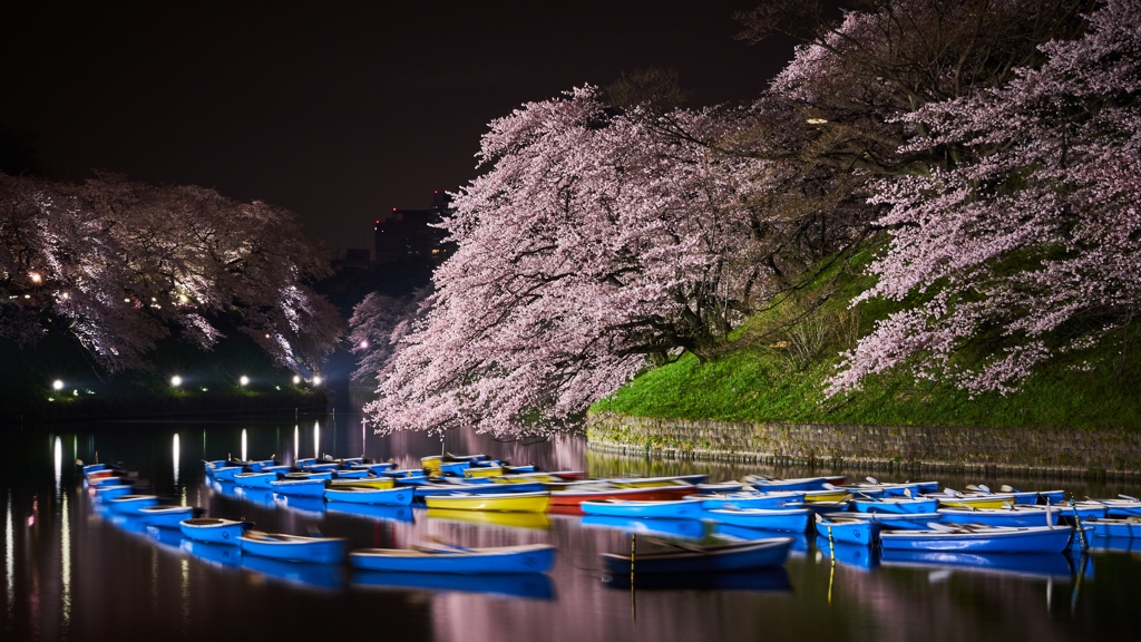 船と桜と