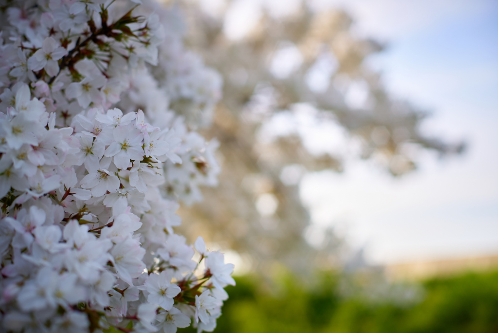 今年の桜