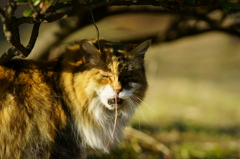 雰囲気ライオンっぽい猫